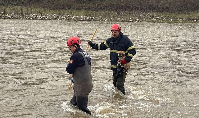 DEREYE DÜŞEN SAHİPSİZ CAN İÇİN SEFERBER OLDULAR