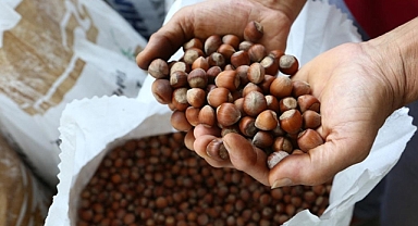 FINDIK 130-135 TL'DEN İŞLEM GÖRÜYOR