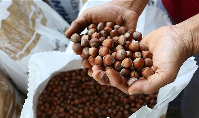 FINDIK 130-135 TL'DEN İŞLEM GÖRÜYOR