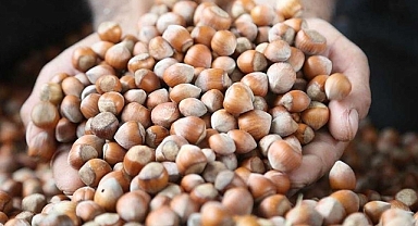 FINDIK YERİNDE SAYMAYA DEVAM: FİYATI 130-135 TL!