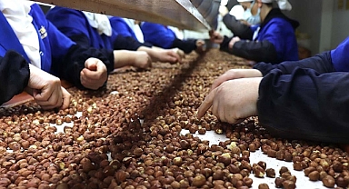 FINDIKTAN 5 AYDA 1.3 MİLYAR DOLARLIK DEV GELİR 