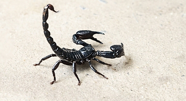 KTÜ'DE AKREP ZEHİRİNE KARŞI ARAŞTIRMA YAPILACAK 