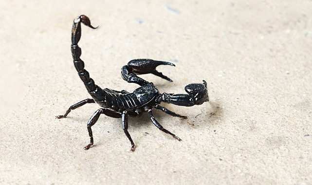 KTÜ'DE AKREP ZEHİRİNE KARŞI ARAŞTIRMA YAPILACAK