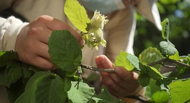 FERRERO FINDIKTAN EKONOMİYE 1.4 MİLYAR AVROLUK DEV KATKI 