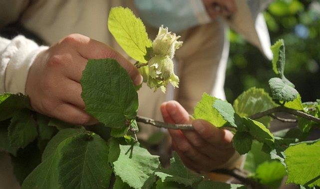 FERRERO FINDIKTAN EKONOMİYE 1.4 MİLYAR AVROLUK DEV KATKI