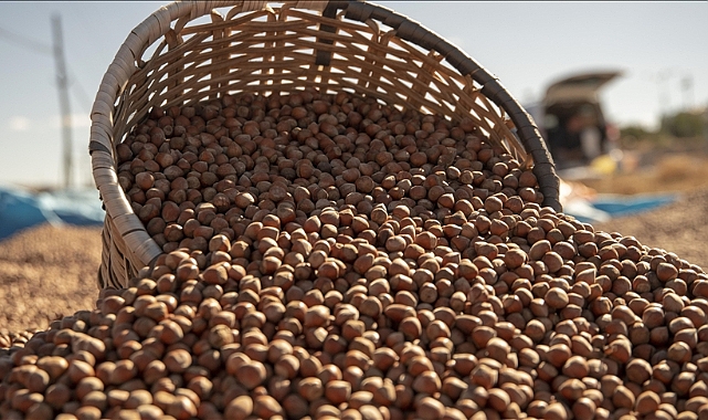 FINDIK FİYATLARI ÇAKILDI... YERİNDE SAYMAYA DEVAM!