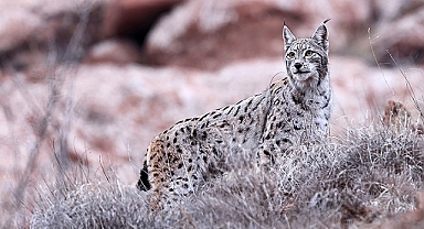 GÜMÜŞHANE'DE VAŞAK GÖRÜNTÜLENDİ