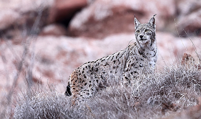 GÜMÜŞHANE'DE VAŞAK GÖRÜNTÜLENDİ