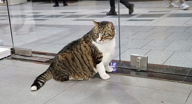 OBEZ KEDİ 'DOMBİLİ' SOKAĞIN MASKOTU OLDU