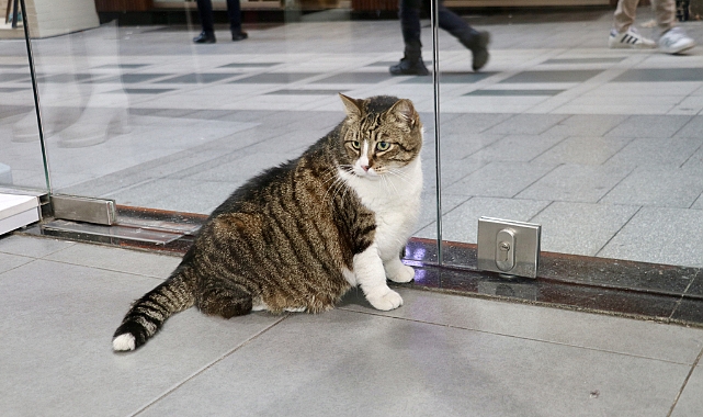 OBEZ KEDİ 'DOMBİLİ' SOKAĞIN MASKOTU OLDU