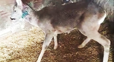 ORTAHİSAR'DAN YARALI KARACAY ŞEFKAT ELİ