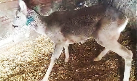 ORTAHİSAR'DAN YARALI KARACAY ŞEFKAT ELİ