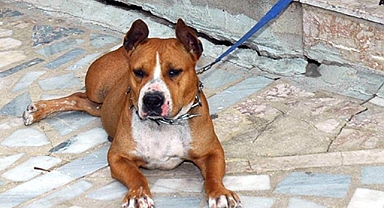 PİTBULL SEVGİSİ PAHALIYA PATLADI: 76 BİN TL'LİK AĞIR FATURA!