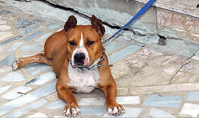 PİTBULL SEVGİSİ PAHALIYA PATLADI: 76 BİN TL'LİK AĞIR FATURA!