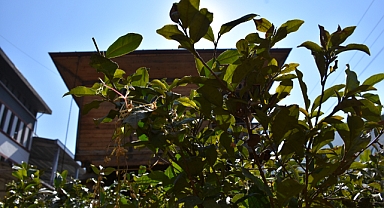 SÜRMENE'DEKİ ÇAY FABRİKASINDA BÜYÜK TASARRUF 