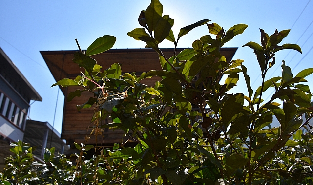 SÜRMENE'DEKİ ÇAY FABRİKASINDA BÜYÜK TASARRUF