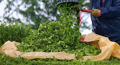 ÇAY İHRACATI 6.2 MİLYON DOLARI AŞTI 