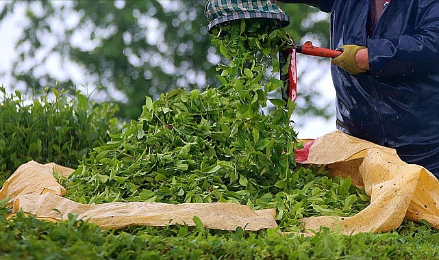 ÇAY İHRACATI 6.2 MİLYON DOLARI AŞTI