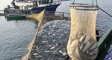 SOMON İHRACATI 84 MİLYON DOLARI AŞTI