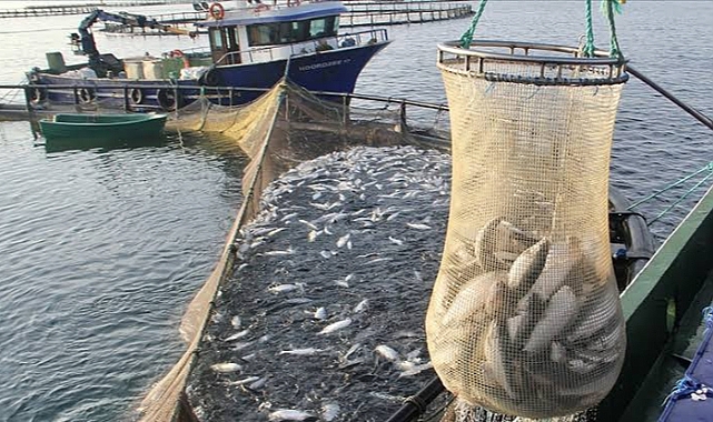 SOMON İHRACATI 84 MİLYON DOLARI AŞTI