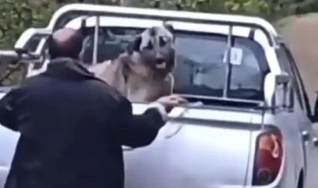 YOMRA'DA KÖPEĞE ŞİDDET UYGULAYAN ZANLI HAKKINDA KARAR VERİLDİ!