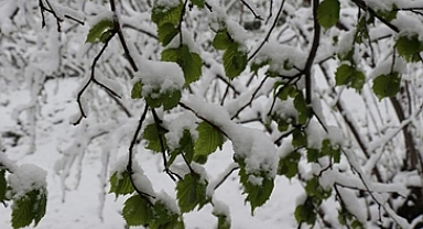 ZİRAİ DON FINDIK VE ÇAYI VURDU! 