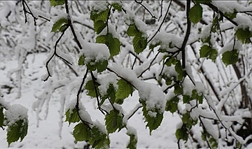 ZİRAİ DON FINDIK VE ÇAYI VURDU!