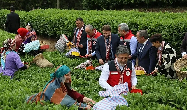 BAKAN YUMAKLI ÇAY KOTASINI AÇIKLADI