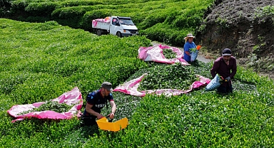 ÇAY ÜRETİCİSİ SEZONDAN UMUTLU! 