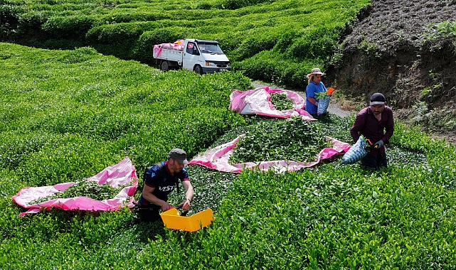 ÇAY ÜRETİCİSİ SEZONDAN UMUTLU!