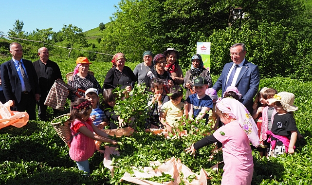 ÇAYKUR GELENEĞİ BOZMADI... MİNİKLER ÇAY HASADINDA