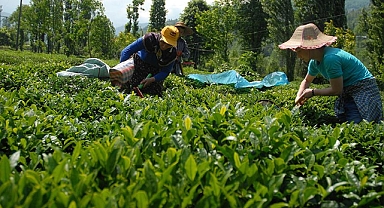 İŞTE YAŞ ÇAY TABAN FİYATI... DESTEKLEME PRİMİ YOK! 
