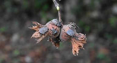 KOKARCA ZARARLISINA KARŞI MÜCADELE ŞART