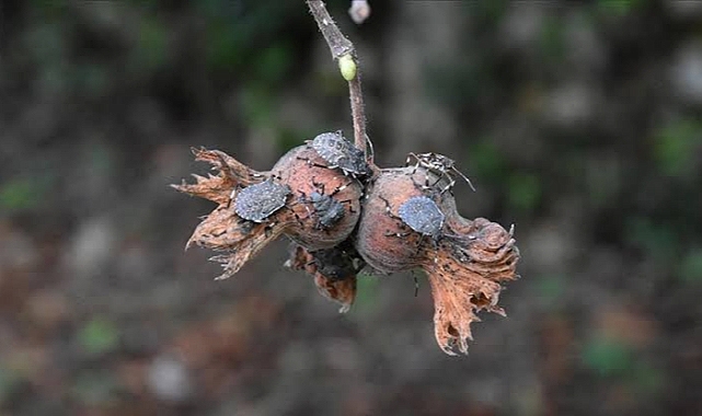 KOKARCA ZARARLISINA KARŞI MÜCADELE ŞART