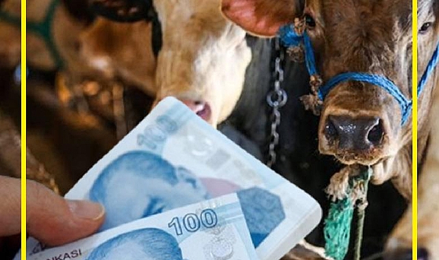 KURBANLIK FİYATLARI CEP YAKIYOR!