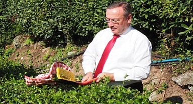 YAŞ ÇAY SEZONU BAŞLADI 