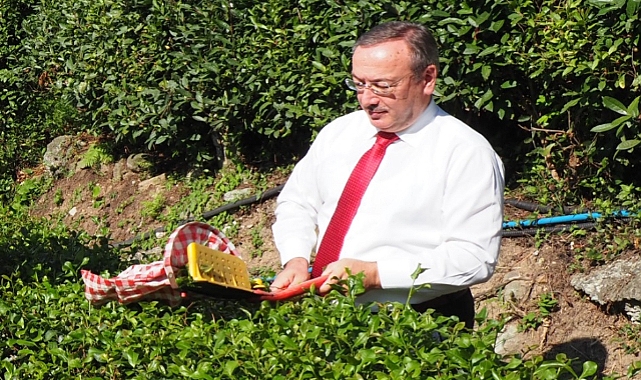 YAŞ ÇAY SEZONU BAŞLADI