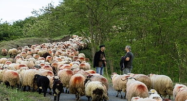 YAYLA GÖÇÜ BAŞLADI... MUHTEŞEM MANZARALAR