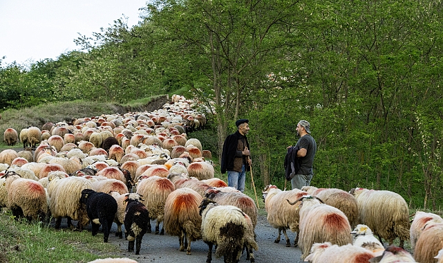 YAYLA GÖÇÜ BAŞLADI... MUHTEŞEM MANZARALAR