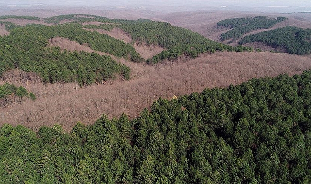 47 İLDE ORMANLARA GİRMEK YASAK