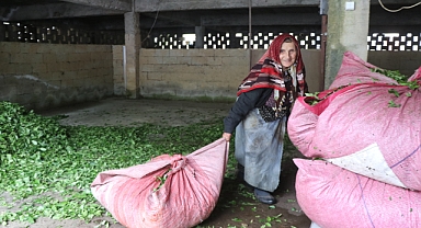 ÇAY ALIM YERLERİNDE BÜYÜK YOĞUNLUK! 