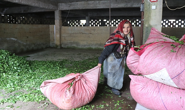 ÇAY ALIM YERLERİNDE BÜYÜK YOĞUNLUK!