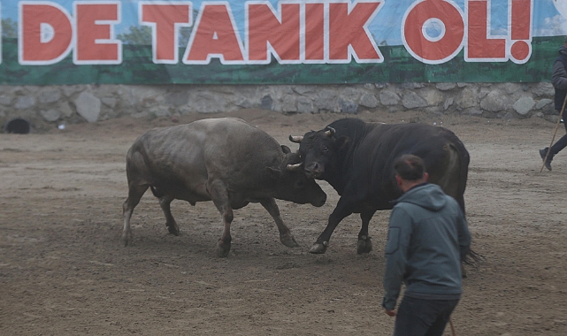RİZE'DE BOĞA GÜREŞİ HEYECANI