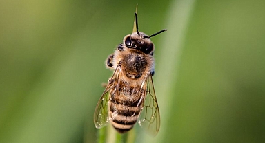 ŞALPAZARI'NDA ARI CAN ALDI 