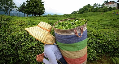 YAŞ ÇAYDA REKOLTE BEKLENTİSİ 420 BİN TON