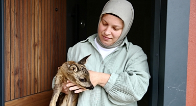 YAVRU KARACAYA ŞEFKAT ELİ 