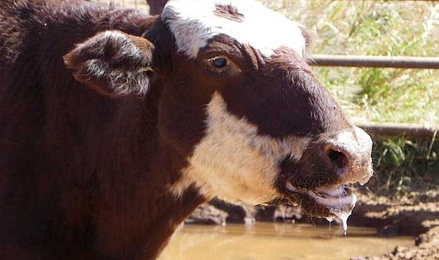 ARTVİN'DE ŞAP ALARMI!