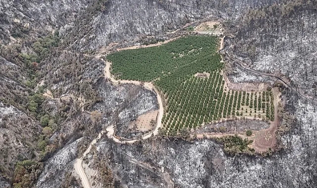 BURSA'DAKİ ORMAN YANGININDA ŞAŞKINA ÇEVİREN GÖRÜNTÜ