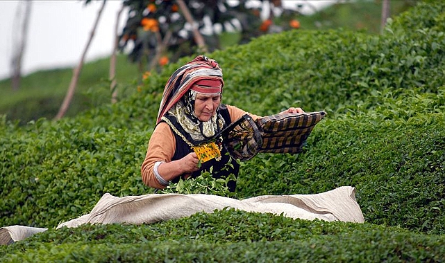 ÇAYKUR'DAN YAŞ ÇAY ÜRETİCİLERİNE FLAŞ UYARI!