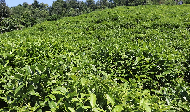 ÇAYKUR'DAN YAŞ ÇAY ÜRETİCİLERİNE UYARI